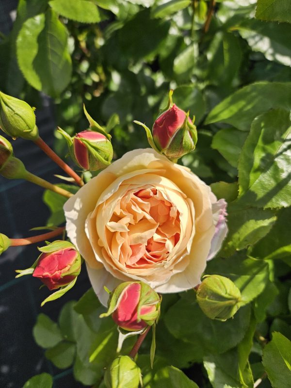 Rosa 'Belle de Jour'