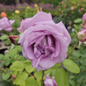Rosa 'Blue Moon'