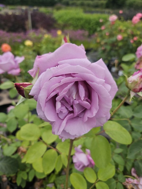 Rosa 'Blue Moon' Rosa 'Blue Moon'