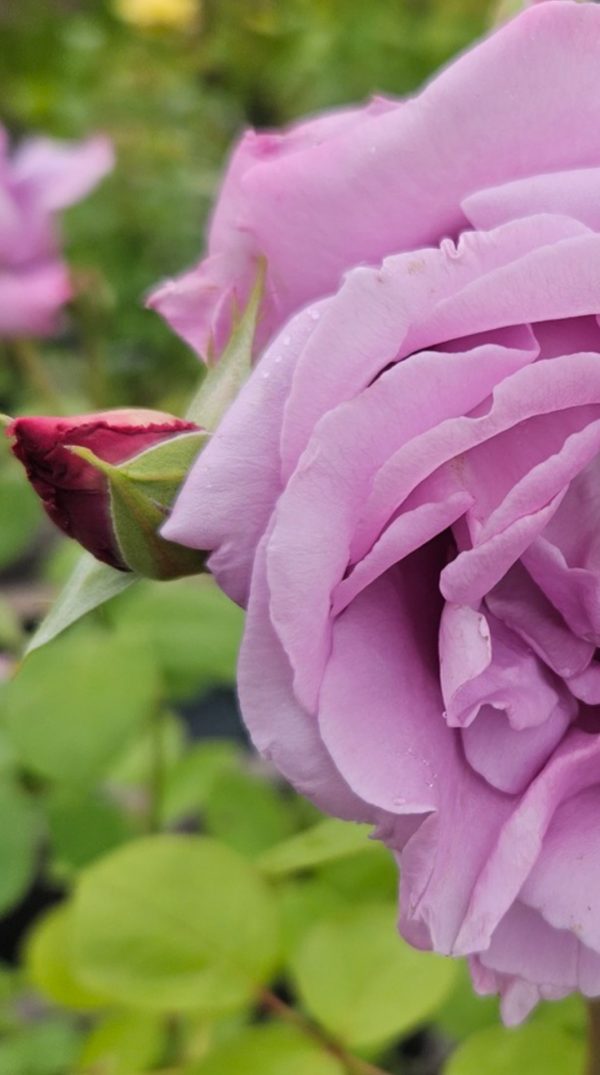 Rosa 'Blue Moon'