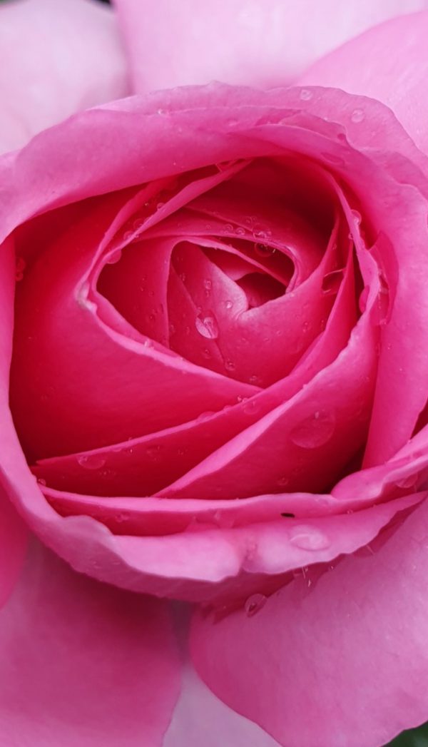 Rosa 'Mum in a million'