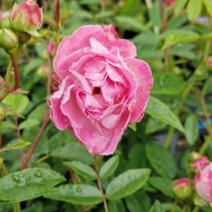 Rosa 'Pearl Anniversary'