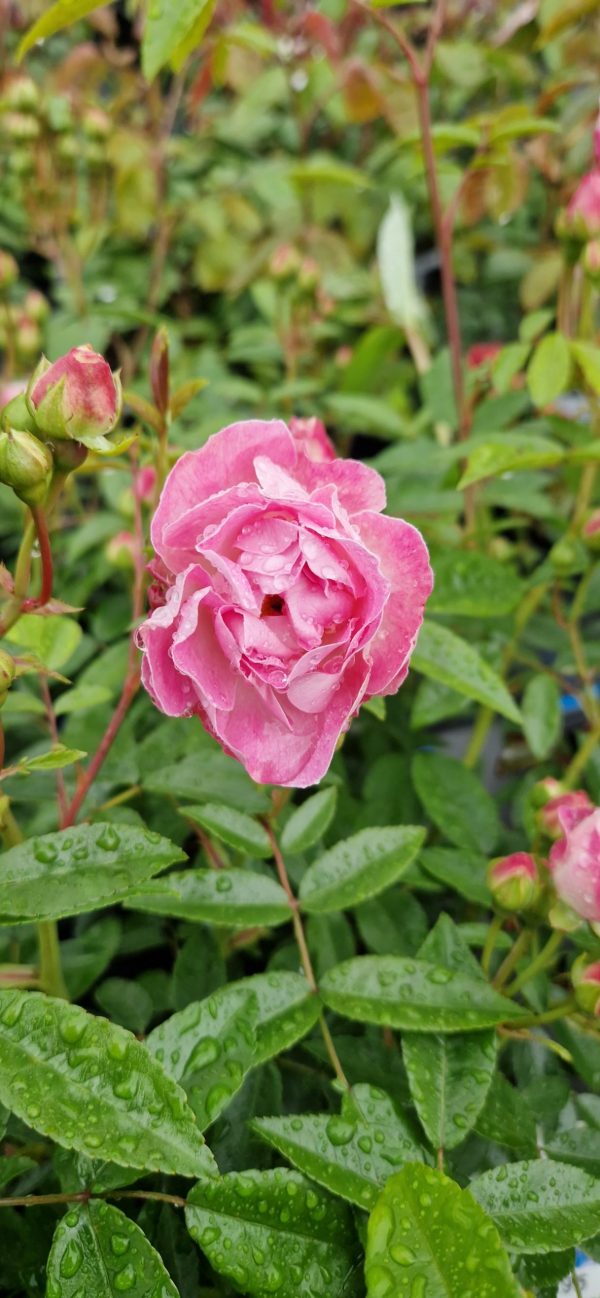 Rosa 'Pearl Anniversary' Rosa 'Pearl Anniversary'