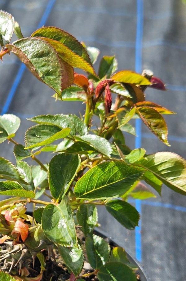 Rosa 'Wedding Bells'