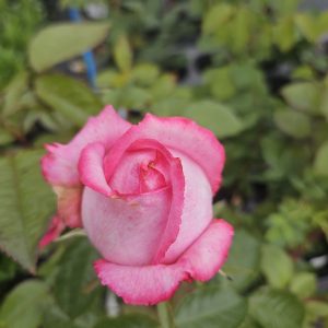 Rosa 'Wedding Bells'