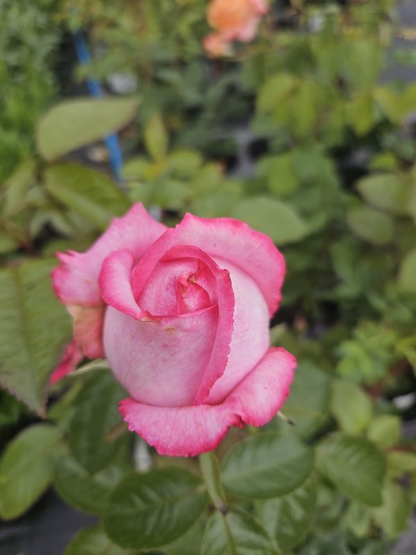 Rosa 'Wedding Bells' Rosa 'Wedding Bells'