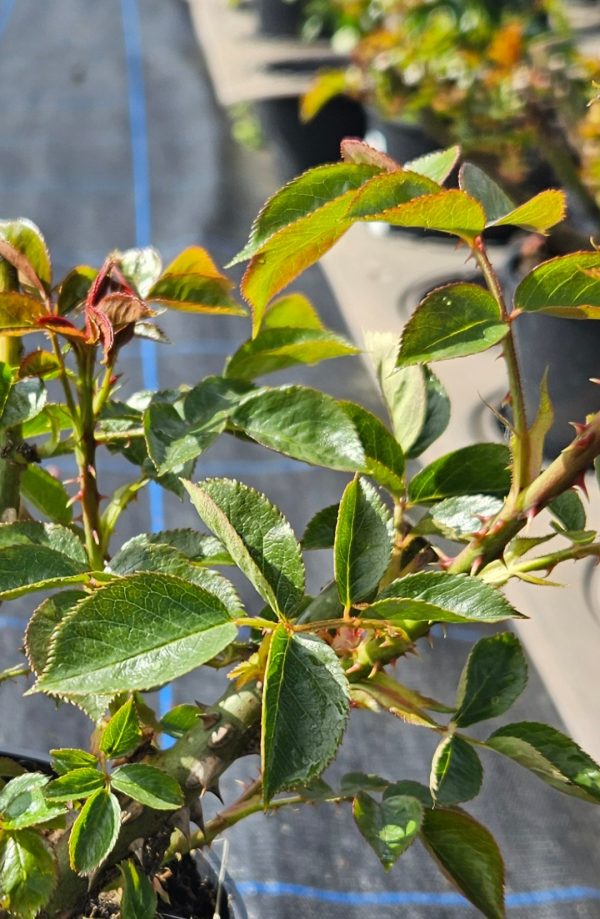 Rosa 'Wedding Bells'