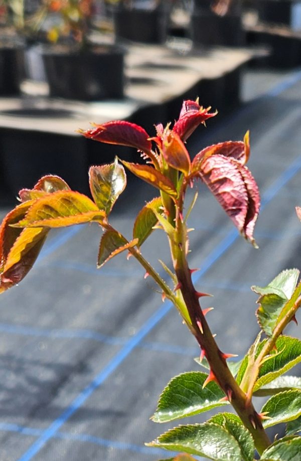 Rosa 'Wedding Bells'