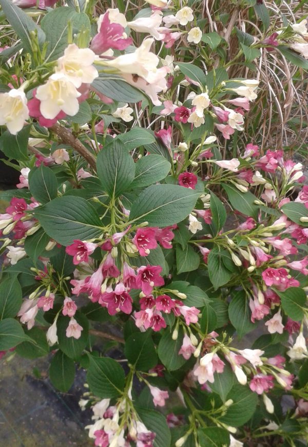 Weigela Strawberries and Cream3 WEB