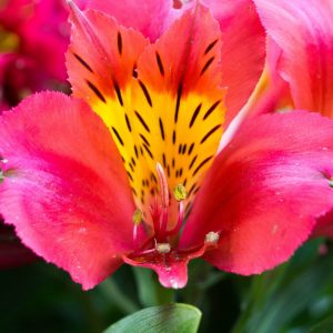 Alstroemeria ‘Little Miss Tara’