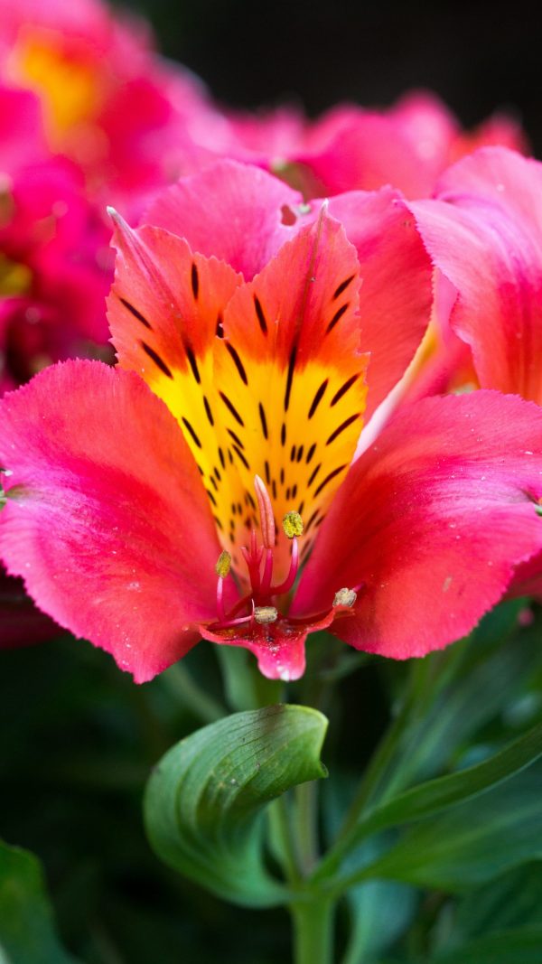 Alstroemeria Little Miss Tara cu Alstroemeria ‘Little Miss Tara’