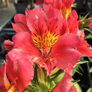 Alstroemeria ‘Little Miss Zoe’