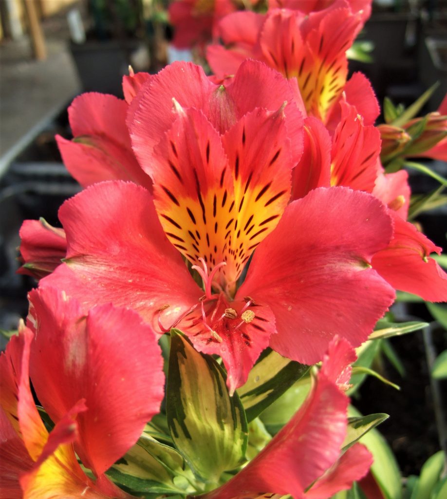 Alstroemeria ‘Little Miss Zoe’ Shop Alstroemeria Now Proctors Nursery