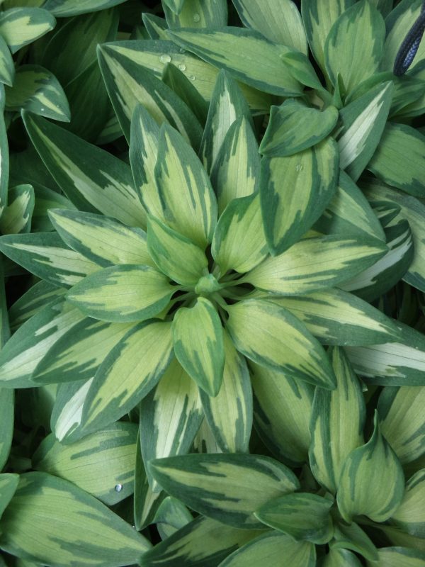 Alstroemeria ‘Little Miss Zoe’