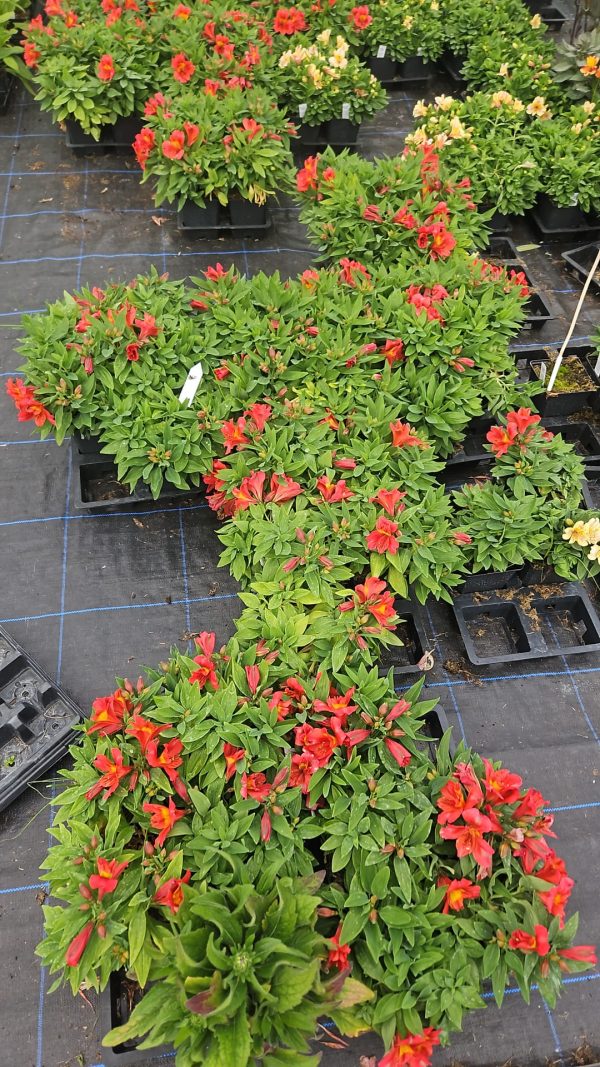 Alstroemeria ‘Little Miss Tara’ Alstroemeria ‘Little Miss Tara’