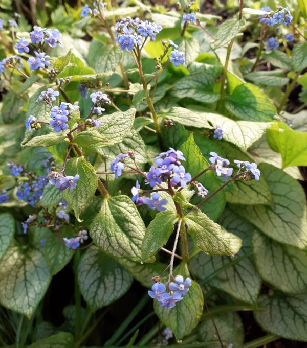Brunnera Jack Frost Brunnera macrophylla 'Jack Frost'