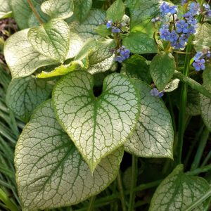 Brunnera macrophylla 'Jack Frost'