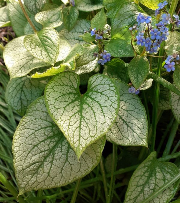 Brunnera Jack frost CU Brunnera macrophylla 'Jack Frost'