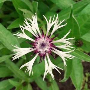 Centaurea montana 'Amethyst in Snow'