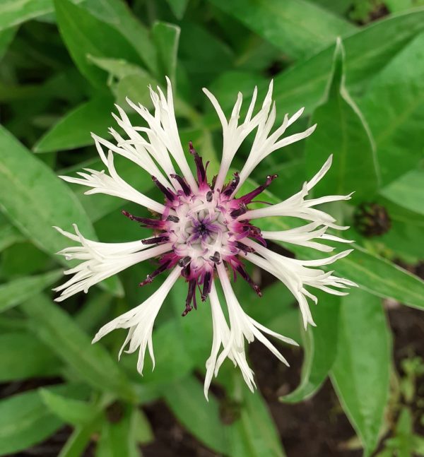 Centaurea Amerthst Centaurea montana 'Amethyst in Snow'