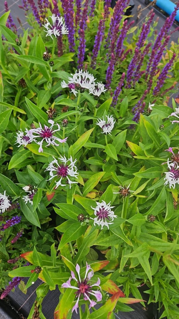 Centaurea montana 'Amethyst in Snow' Centaurea montana 'Amethyst in Snow'