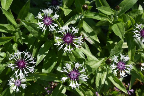 Centaurea montana 'Amethyst in Snow'2 Centaurea montana 'Amethyst in Snow'