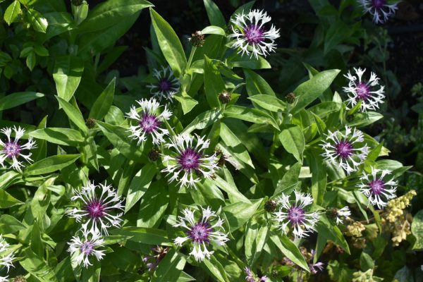 Centaurea montana 'Amethyst in Snow'3 Centaurea montana 'Amethyst in Snow'