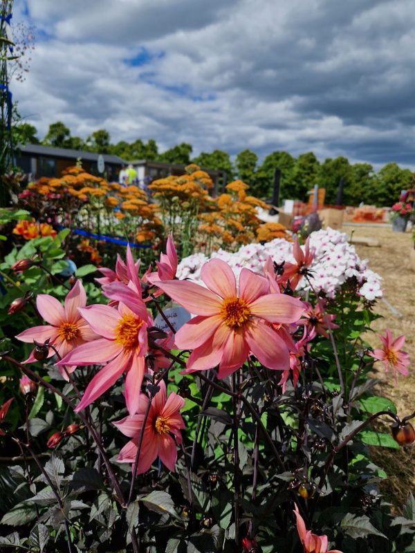 Dahlia 'Hawaiian Sunrise'2 Dahlia 'Hawaiian Sunrise'