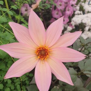 Dahlia 'Hawaiian Sunrise'