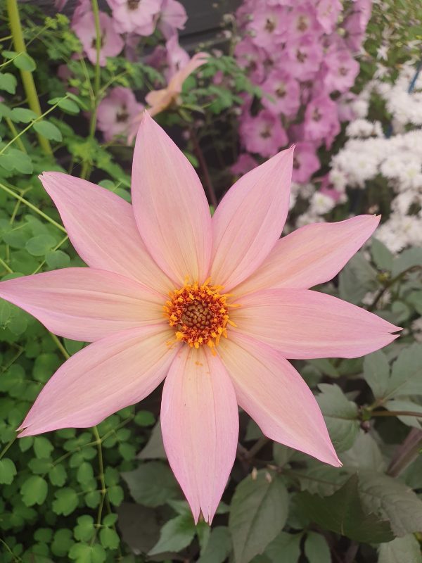 Dahlia Hawaiian sunrise Dahlia 'Hawaiian Sunrise'