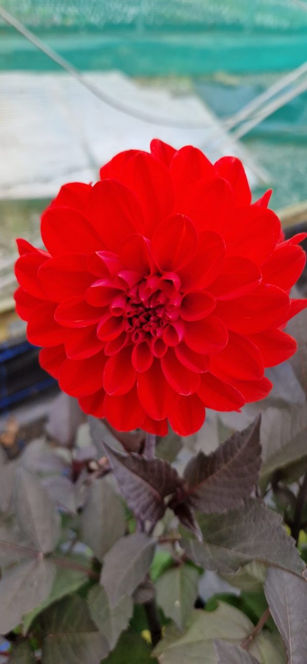 Dahlia 'Mountain of Fire' Dahlia 'Mountain of Fire'