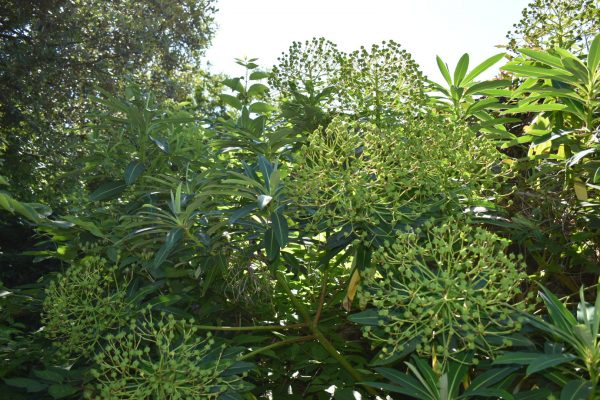 Euphorbia mellifera2 Euphorbia mellifera