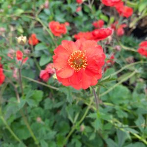 Geum 'Fiery Tempest'