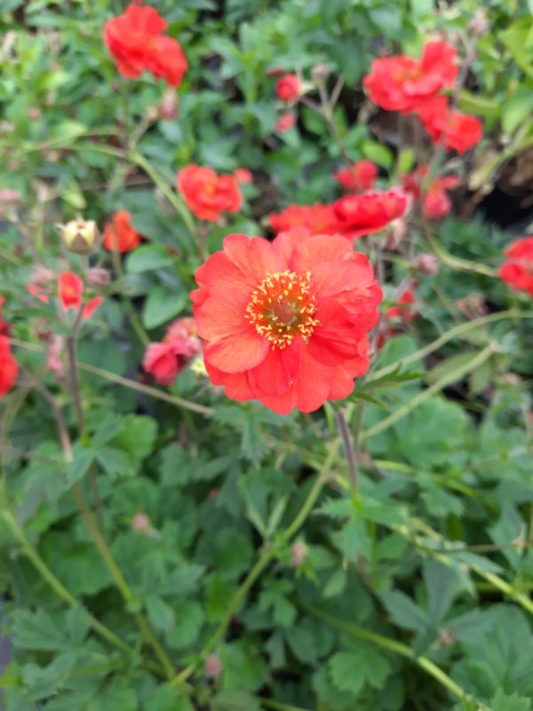 Geum 'Fiery Tempest'