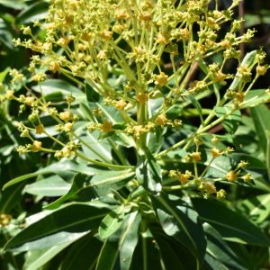 Euphorbia mellifera