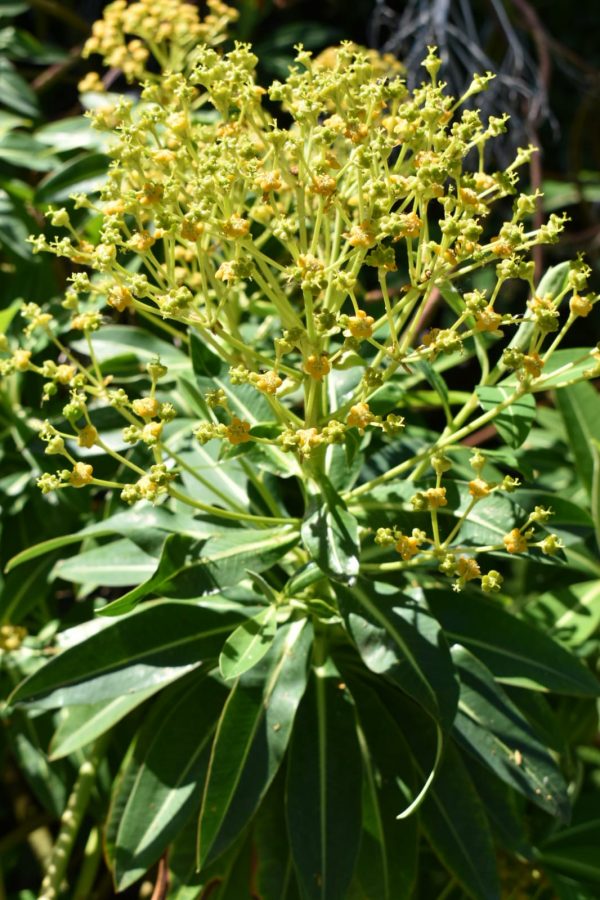 JPEG image 68 Euphorbia mellifera