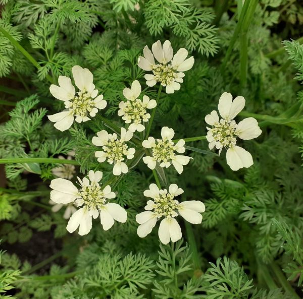 Orlaya Orlaya grandiflorum