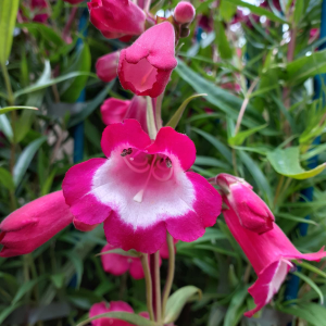 Penstemon 'Amelia Jayne'