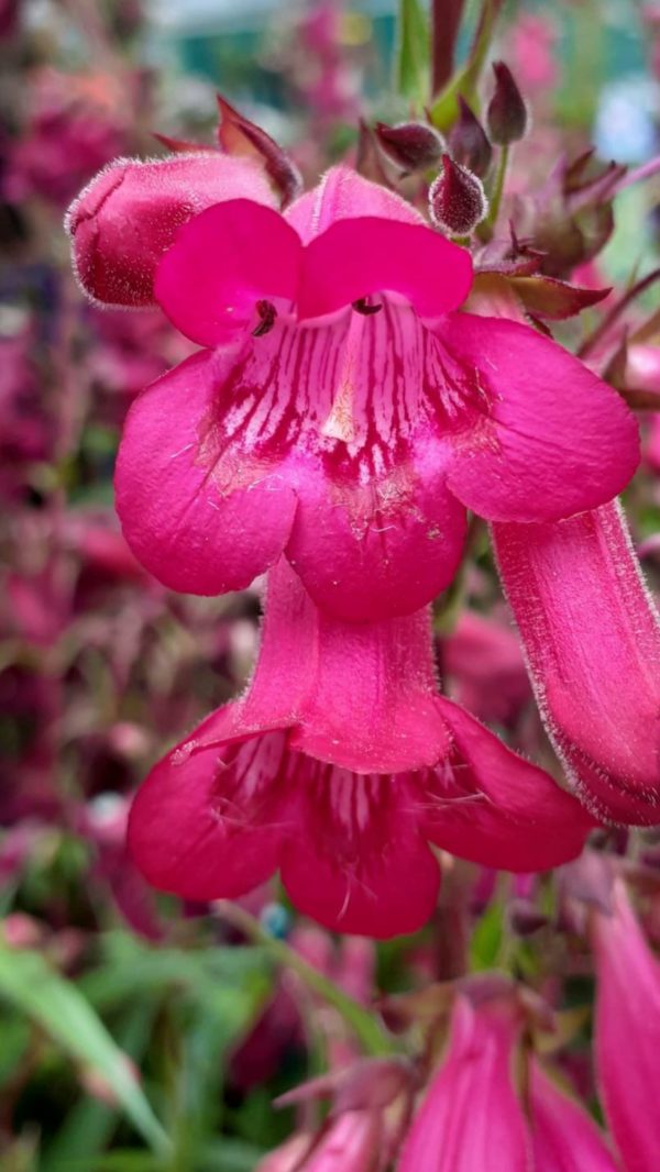 Penstemon 'Andenken an Friedrich Hahn' (Garnet)