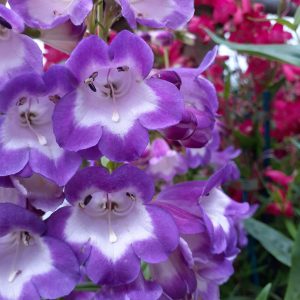 Penstemon 'Czar'