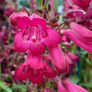 Penstemon 'Andenken an Friedrich Hahn'