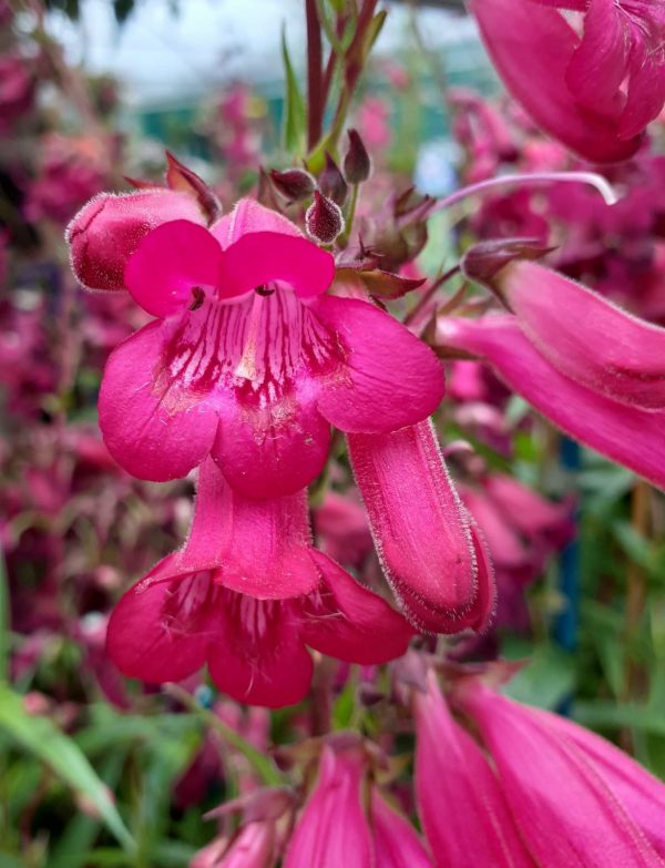 Penstemon Garnet Penstemon 'Andenken an Friedrich Hahn'
