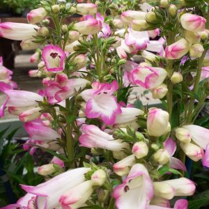 Penstemon 'Laura'
