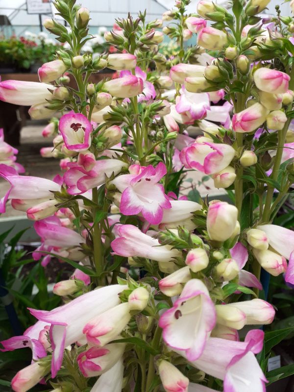 Penstemon Laura Penstemon 'Laura'