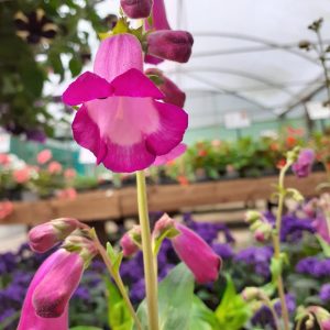 Penstemon 'Purple Passion'
