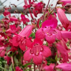 Penstemon 'Schoenhoizeri'