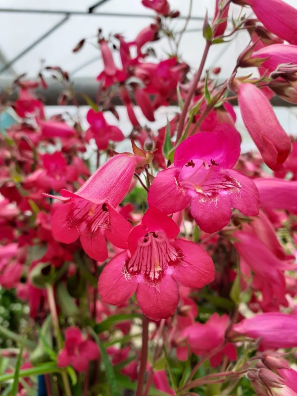 Penstemon Schoenhoizen Penstemon 'Schoenhoizeri'