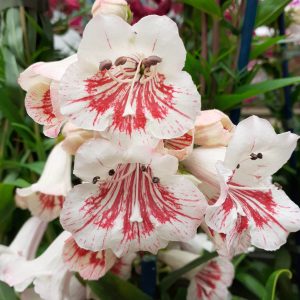 Penstemon 'Strawberries and Cream'