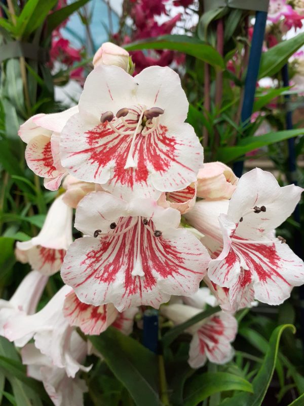 Penstemon Strawb and Cream Penstemon 'Strawberries and Cream'