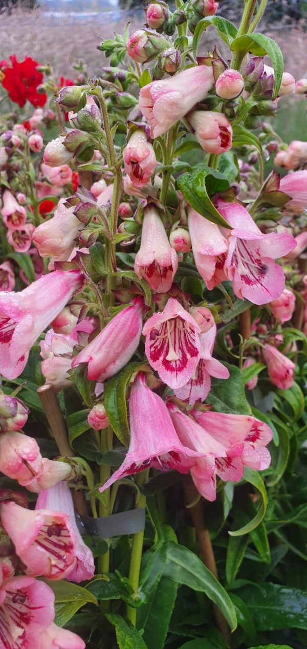 Penstemon 'Strawberries and Cream'